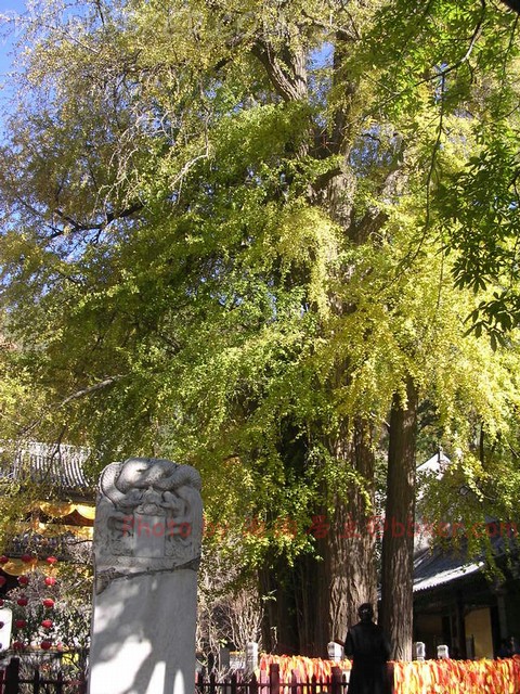 �й�ʮ������