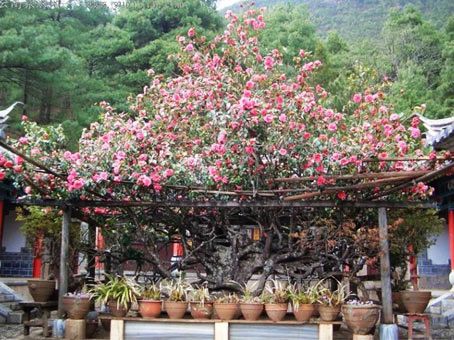 �й�ʮ������