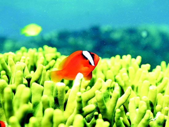 ��Ʒ������