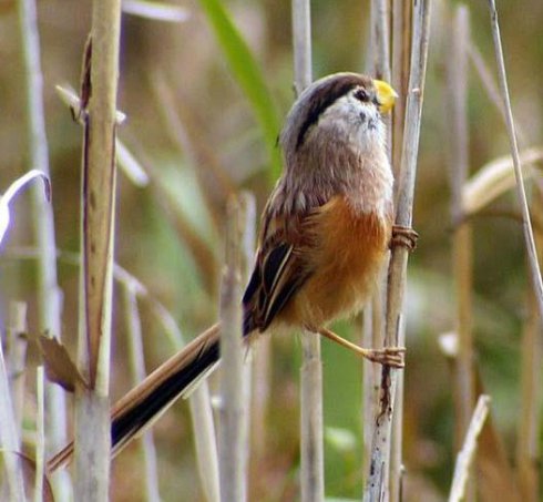 ��Ʒ������