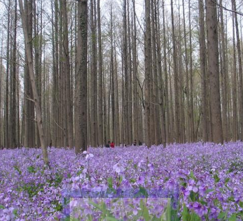 ���������˹�