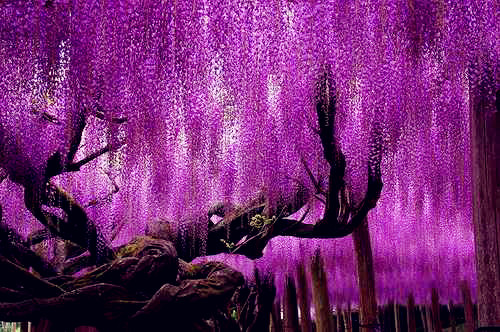 地球上最漂亮的几种树