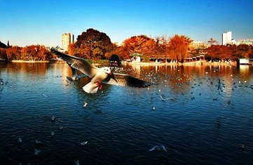 来云南旅行，《一定要》和《一定不要》