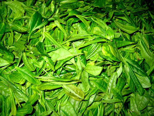 新茶与陈茶的鉴别