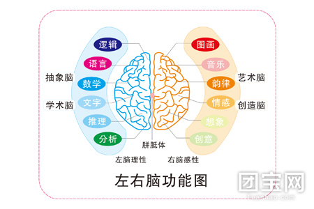 左右脑功能图