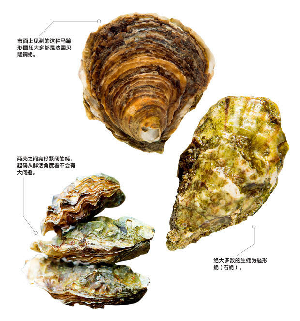 生蚝的鉴别与开蚝