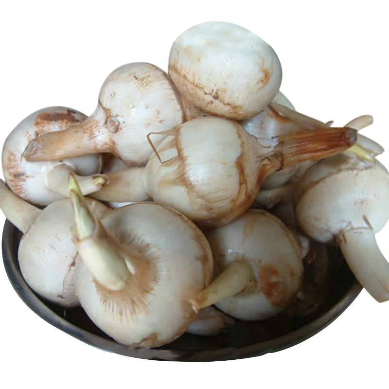 茨菇与茡荠