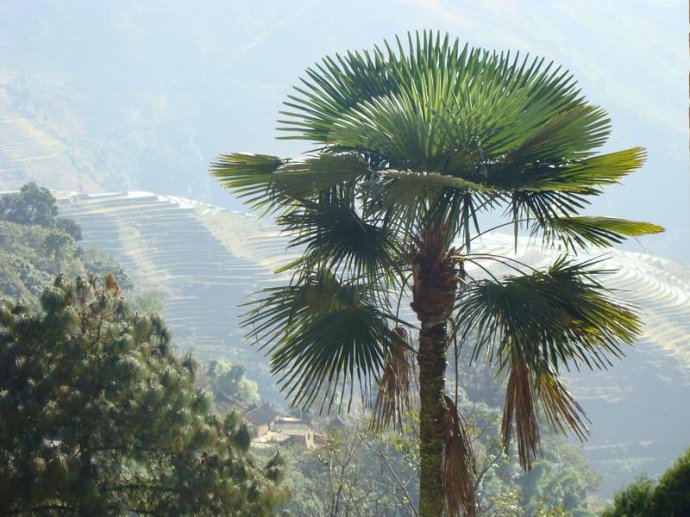 别墅庭院景观植物配置设计的13种“神器”