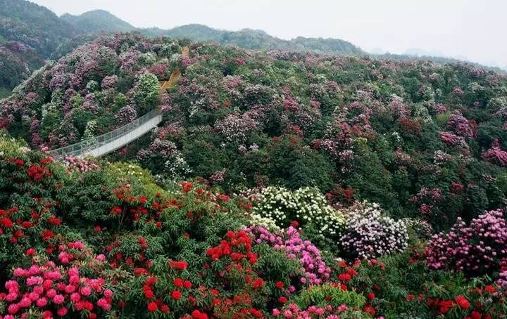2017最佳赏花地