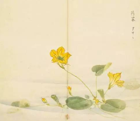 《诗经》里的美丽植物，你认得吗？