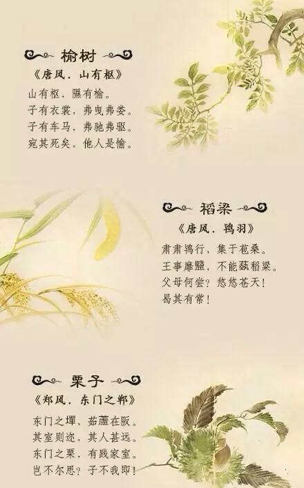 诗经里那些美丽的植物