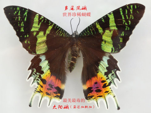 举世闻名珍稀蝴蝶欣赏