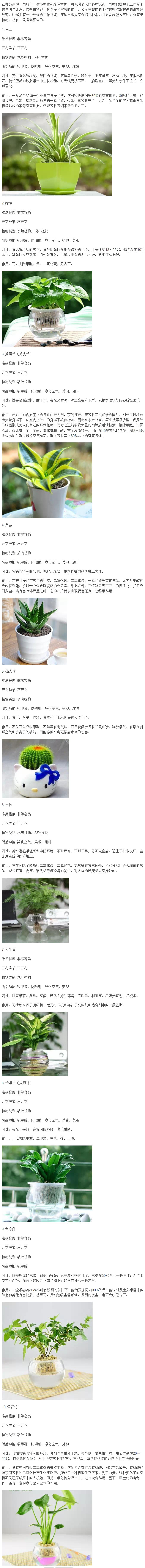 10款最适合放在办公桌上的绿色植物