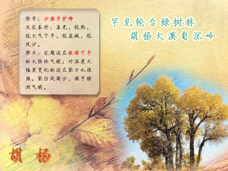 国内金秋大赏