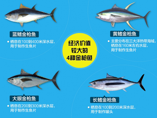 金枪鱼种类