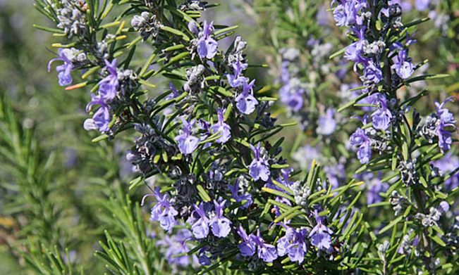 迷迭香的花语(迷迭香的花语崩坏3)