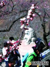 延庆  闲散一日赏杏花