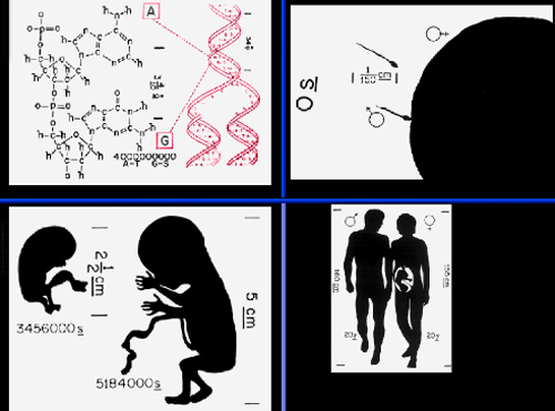 7、人类繁殖信息 瓦科赫指出,图片最左上角DNA图注显示了化学化学成份与人类基因物质之间的结合关系。 人类繁殖是旅行者号系列探测器所传达的焦点图像之一,如图所示,这张图片中其他三张图像展示了卵细胞如何受精,胎儿如何发育,以及男性和女性的身体轮廓。瓦科赫说:“这组图像非常好地描述了人类的性别和生理繁殖特征,在旅行者号系列探测器的金属盘上记录的信息强调了人类繁殖,但是非常谨慎地处理了关于人类裸体的图像。”