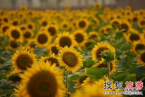 主题葵园