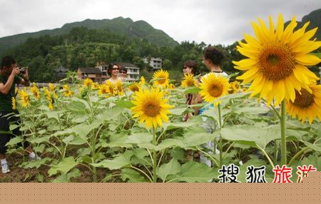 葵花迷宫(售票)