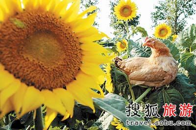 芳香葵园