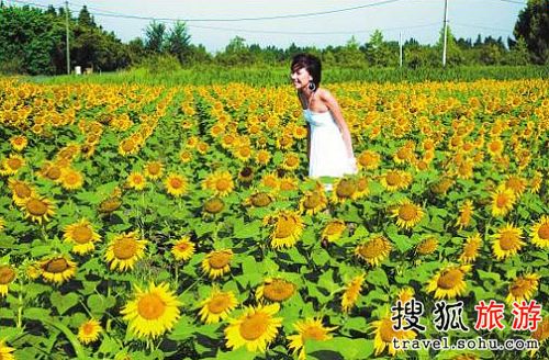 果园葵香