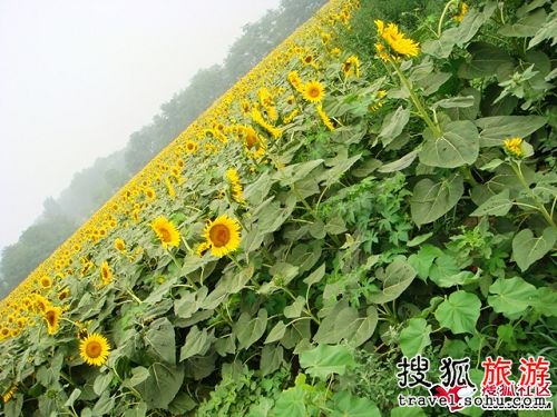 京城八大向日葵观赏地
