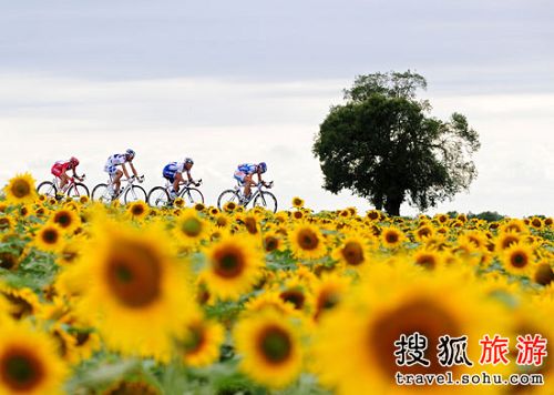 消夏葵海