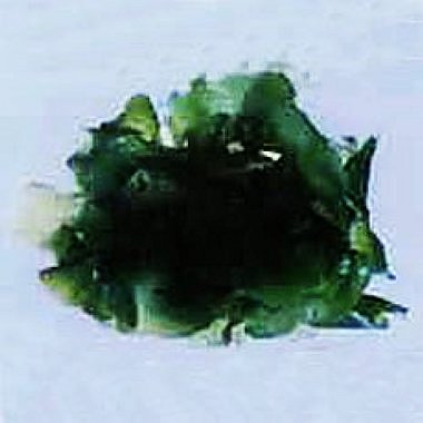 蛎菜