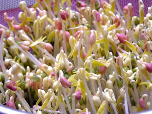最受欢迎的食疗养生妙方
