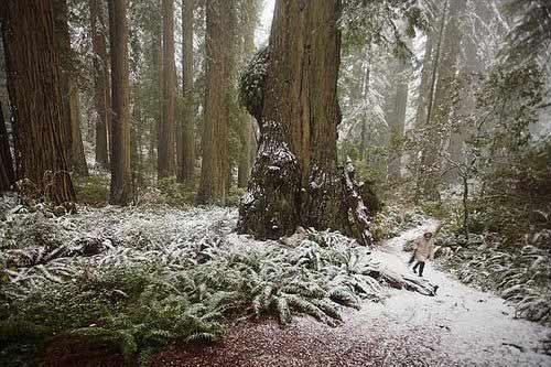 雪后的森林
