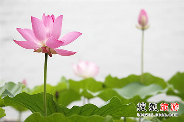 慈禧太后饮食“怪癖” 爱花又残花