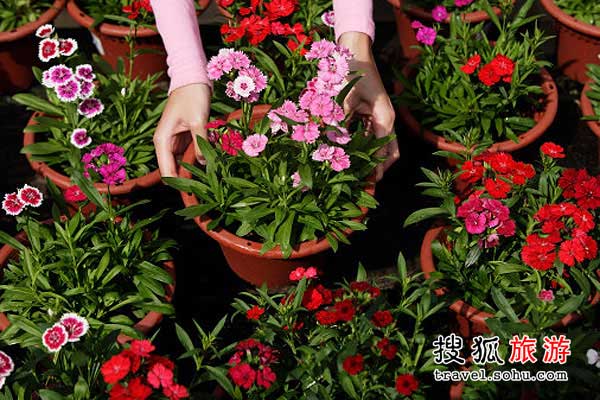 护花如命的慈祥西太后