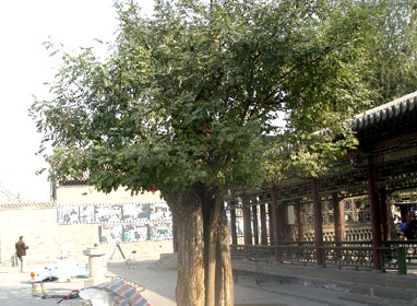 ɽ���ܴ��ϳǶ�ʮ��(ͼ)