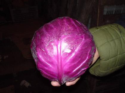 如何以颜色看菜的药用?