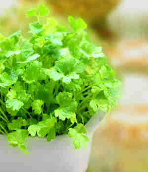 冬季吃香菜，进补好选择