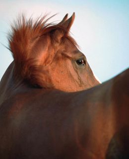 马背指压按摩(Reiki on Horseback)
