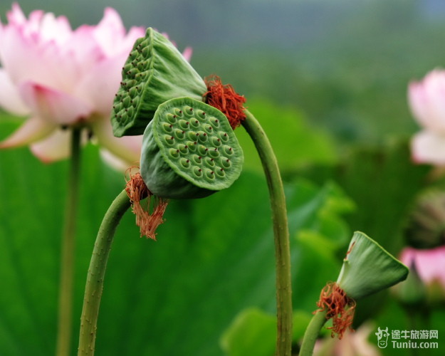 ��Ʒ������