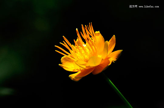 ���Ͻ����� ͼ��focus