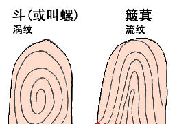 手指上的斗和簸箕代表什么意思？