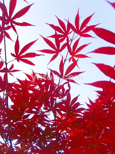精品消费网