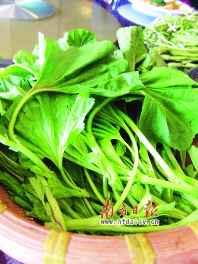 教你怎么食用春季野菜