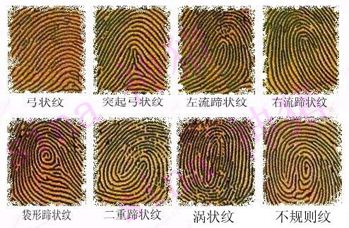 食指显露你的爱情观