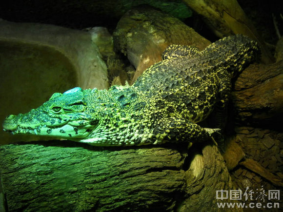 ����&middot;�����׶�ʮ��ȡ���� - ��Ȼ - ��Ȼ�Ĳ���