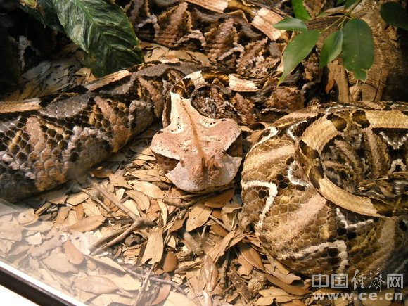 ����&middot;�����׶�ʮ��ȡ���� - ��Ȼ - ��Ȼ�Ĳ���