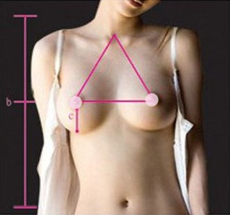 女人完美乳房标准详细图解