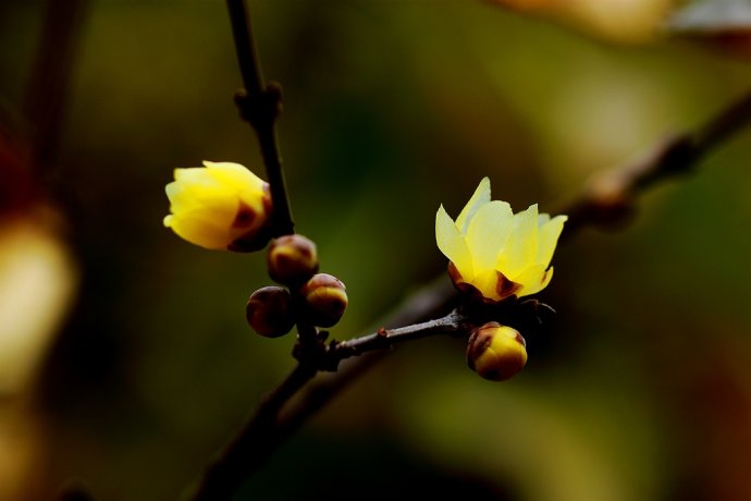上海赏花公园地图