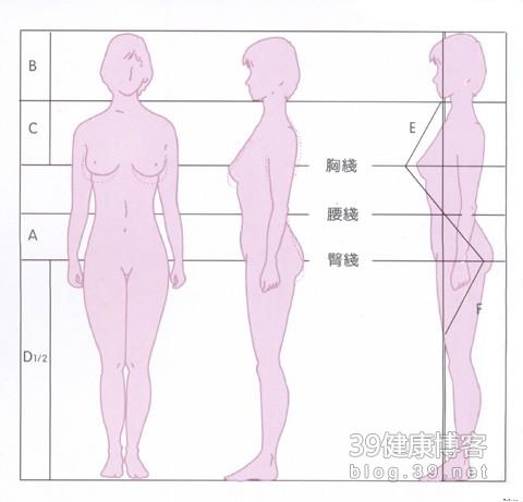 女性标准身材比例