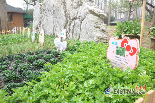 美味又营养一起去挖野菜吧