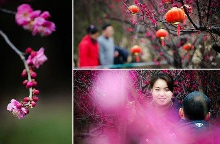 上海赏梅花攻略:
